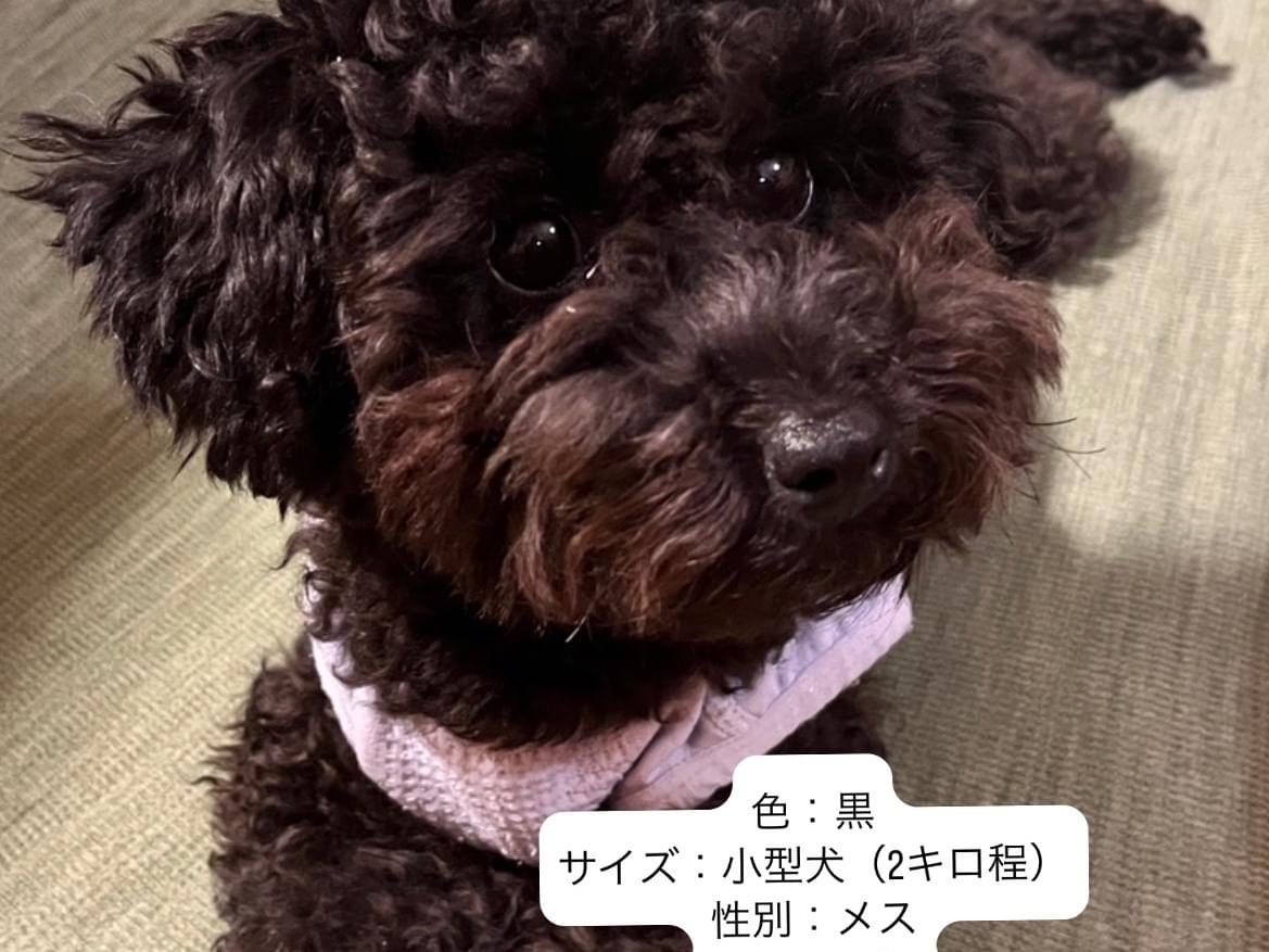パンちゃん パンちゃん