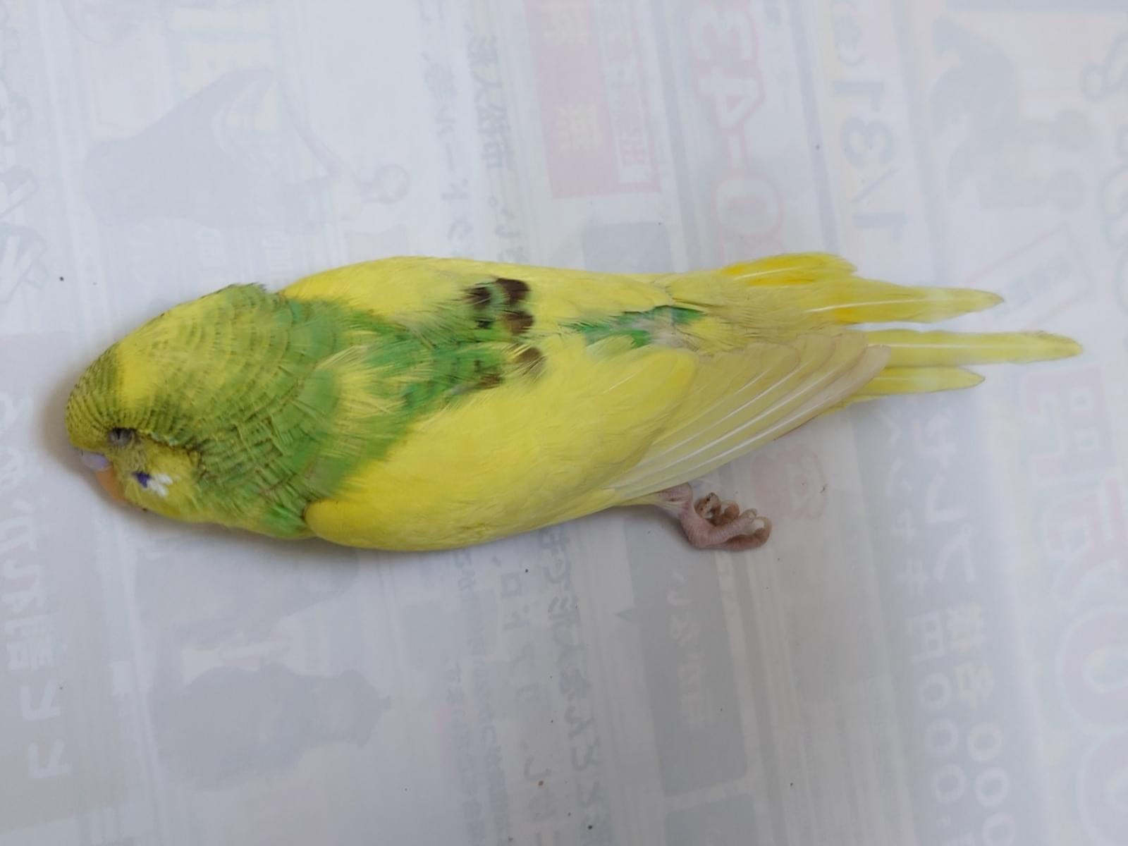 保護された鳥 保護された鳥