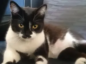 黒目の大きな白黒猫探してます