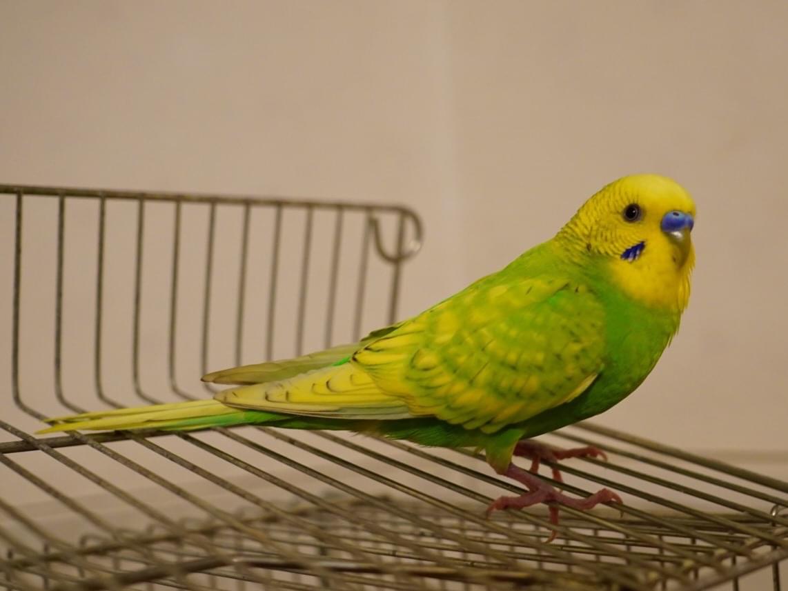 ちびちゃん ちびちゃん