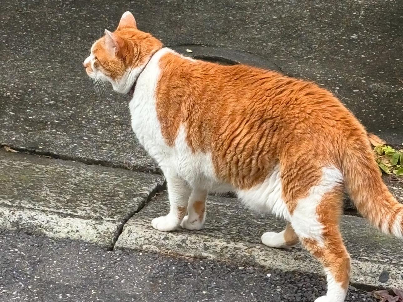 目撃された猫 目撃された猫