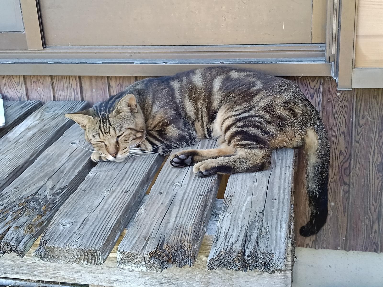 保護された猫 保護された猫