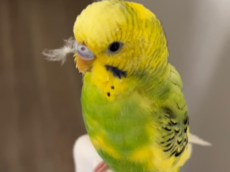 ピーちゃん ピーちゃん