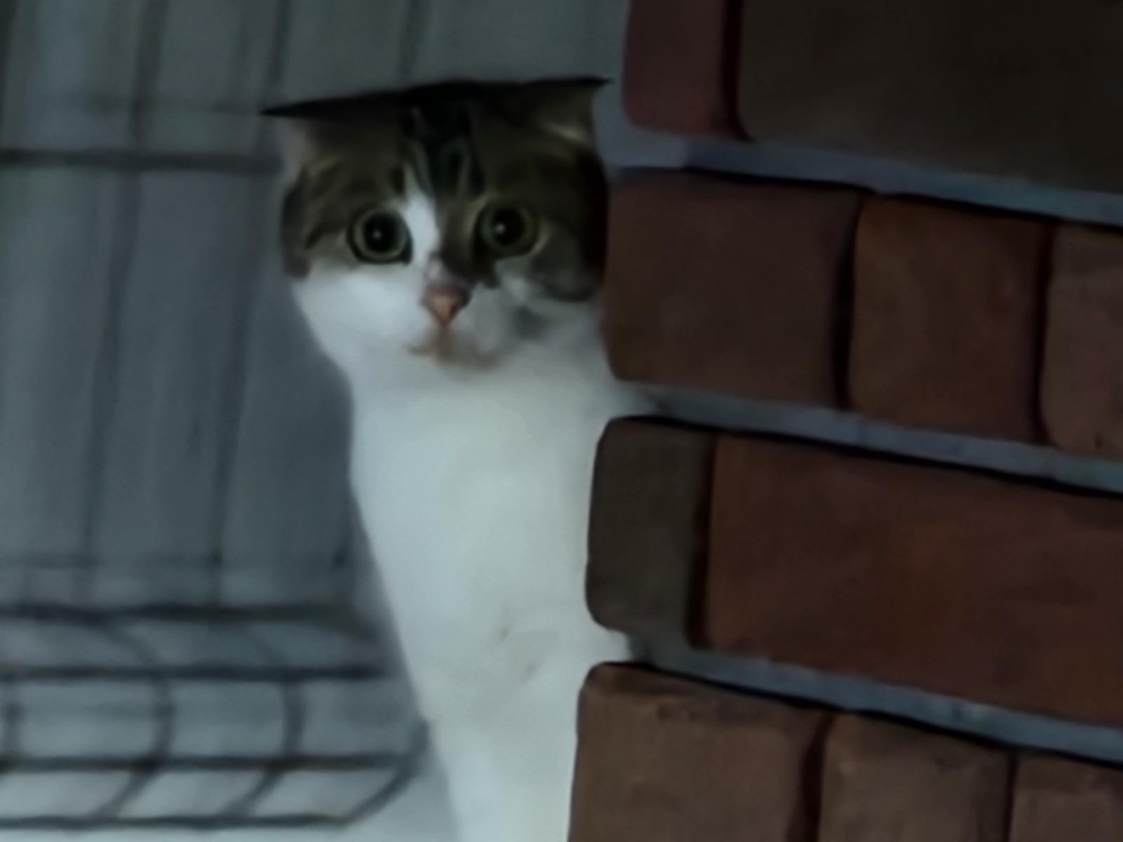 目撃された猫