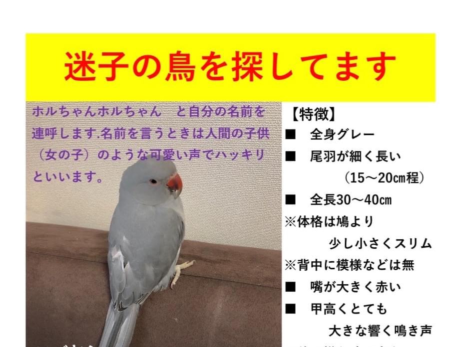 ホルちゃん ホルちゃん