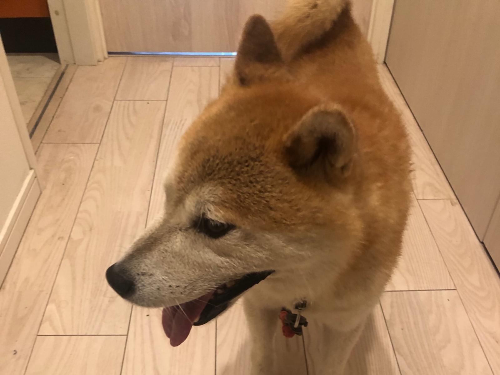 保護された犬 保護された犬