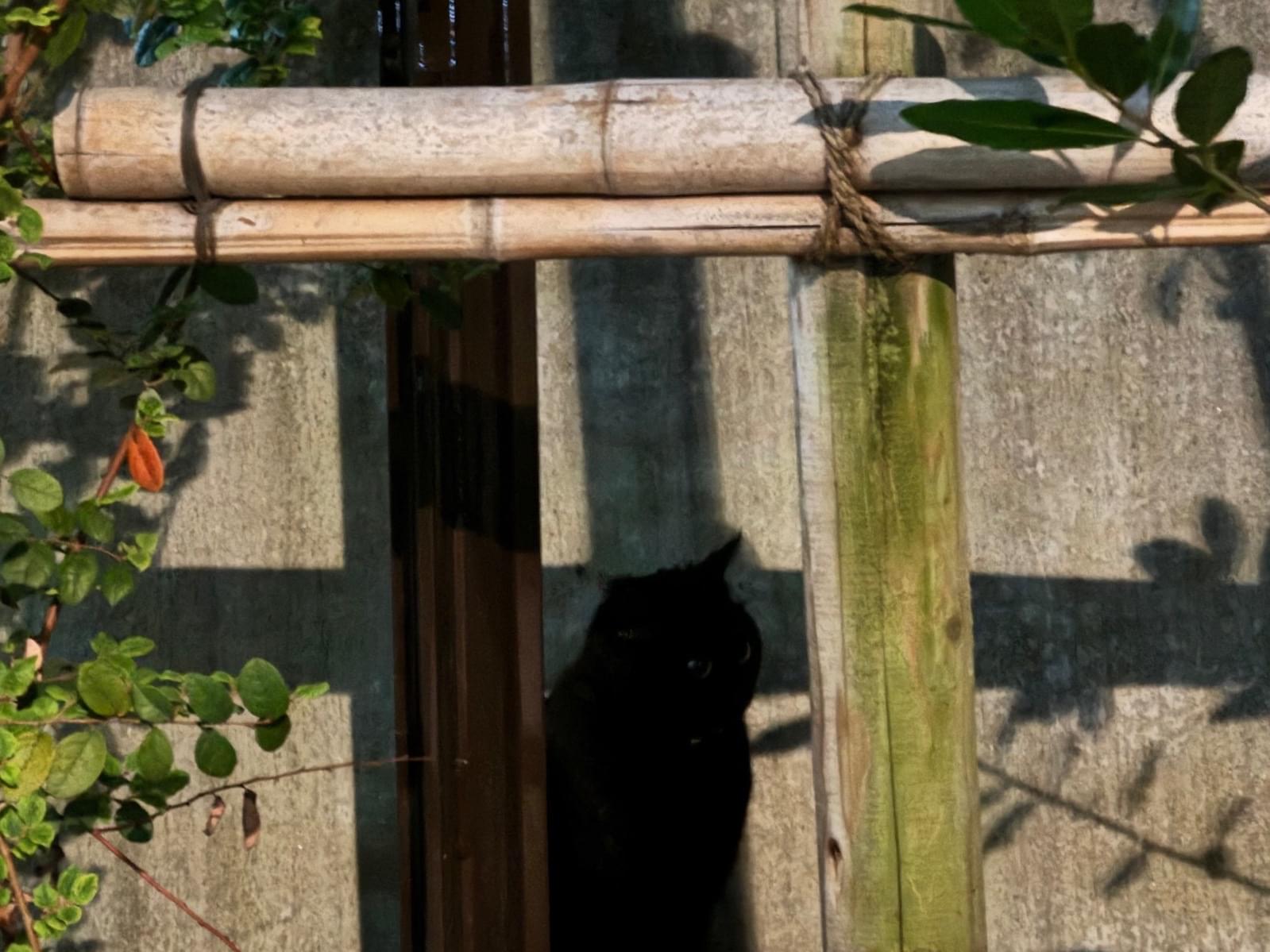 目撃された猫 目撃された猫