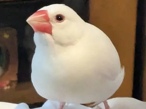 【コメント閲覧用】文鳥 白 文鳥(白) 探しています