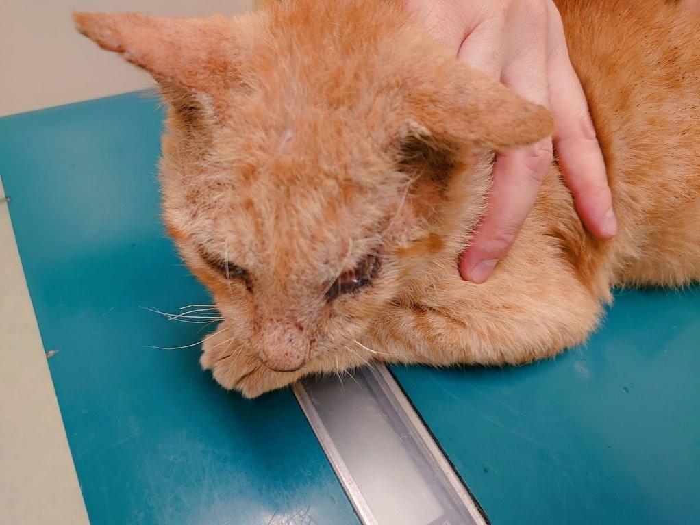 保護された猫 保護された猫