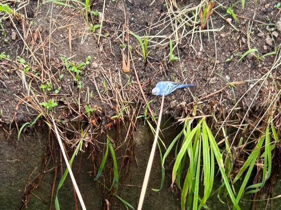 目撃された鳥 目撃された鳥