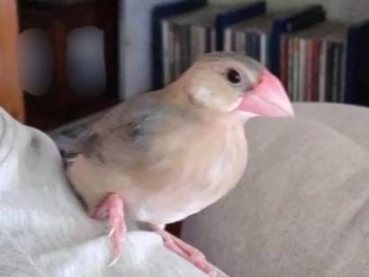 チュンちゃん