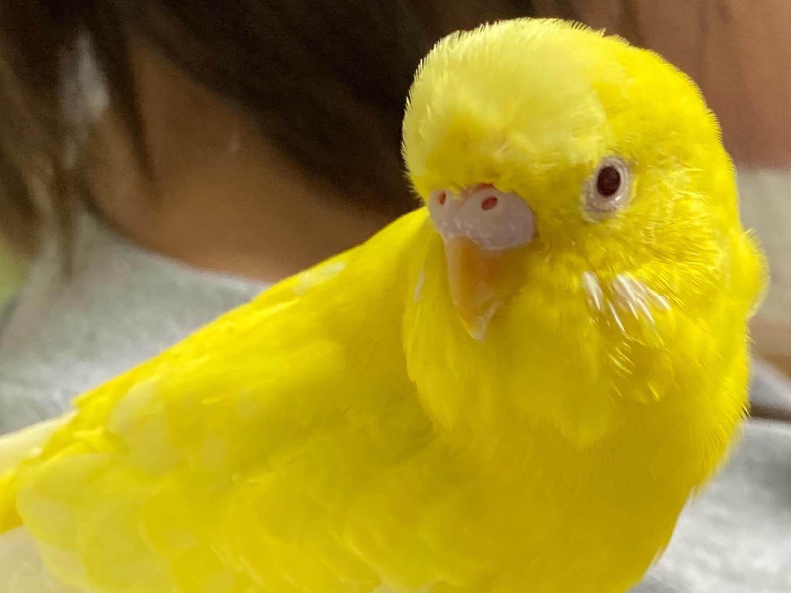 レモンちゃん レモンちゃん