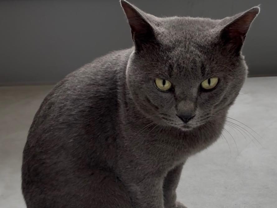 保護された猫