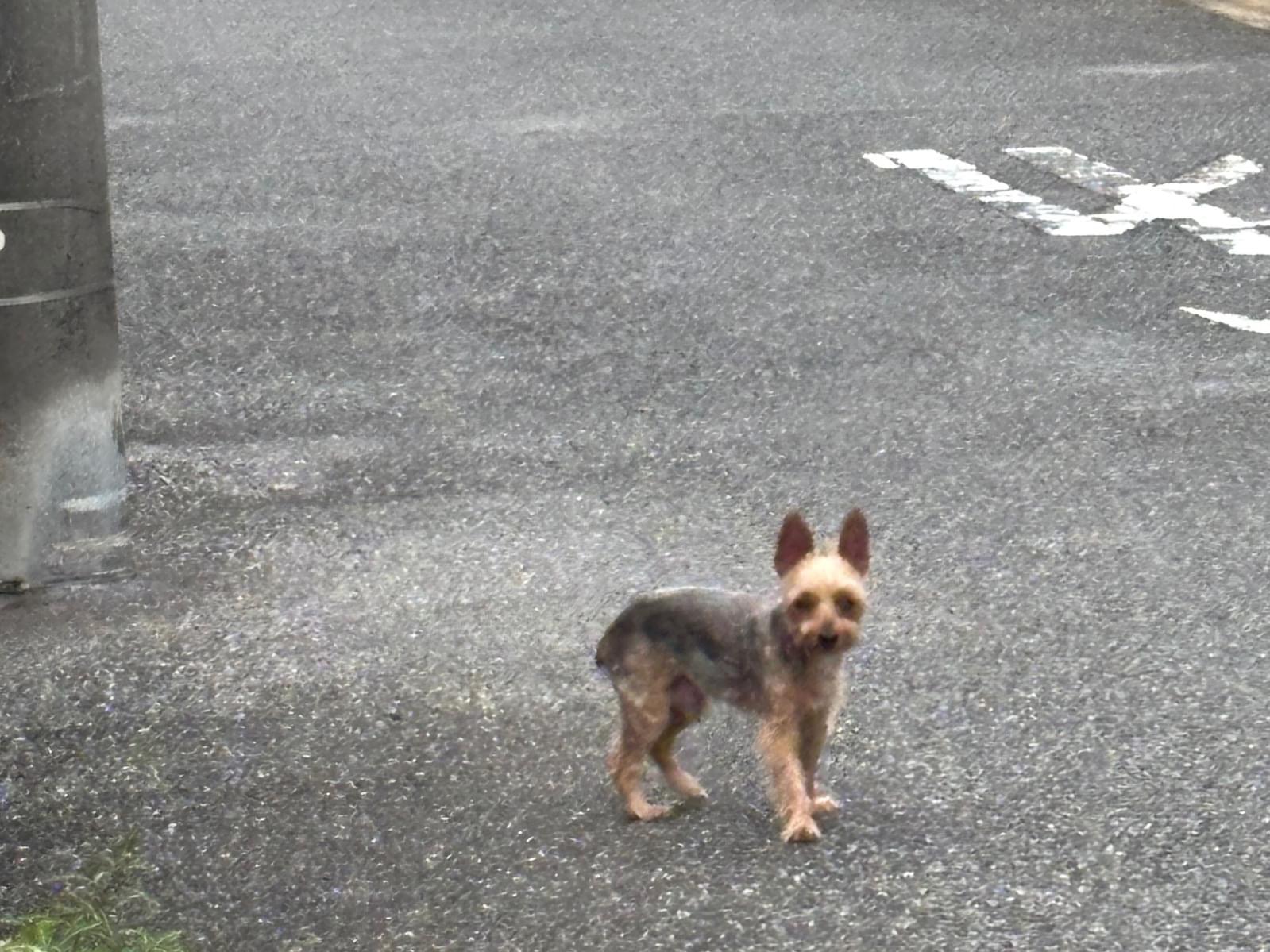 目撃された犬