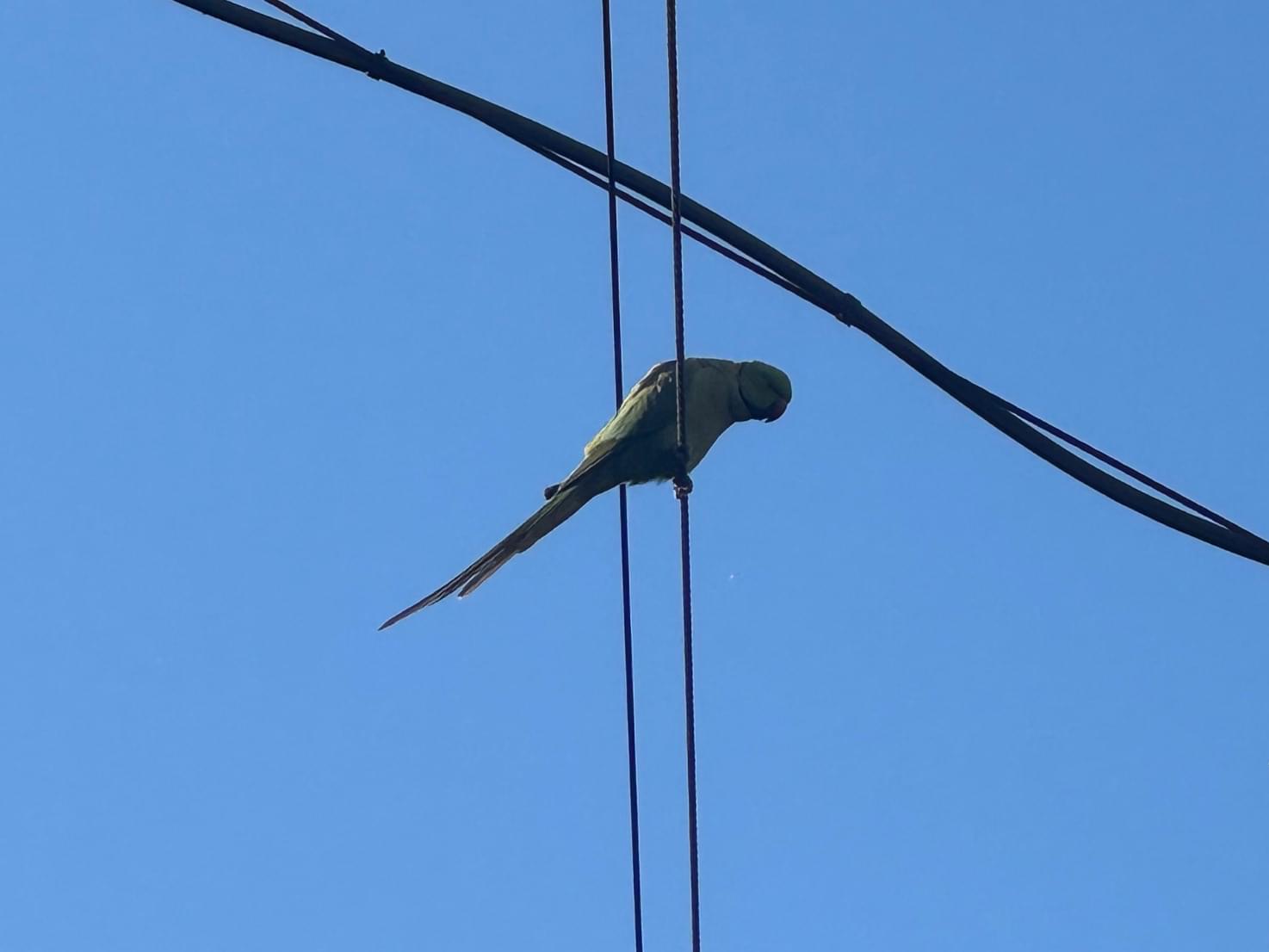 目撃された鳥
