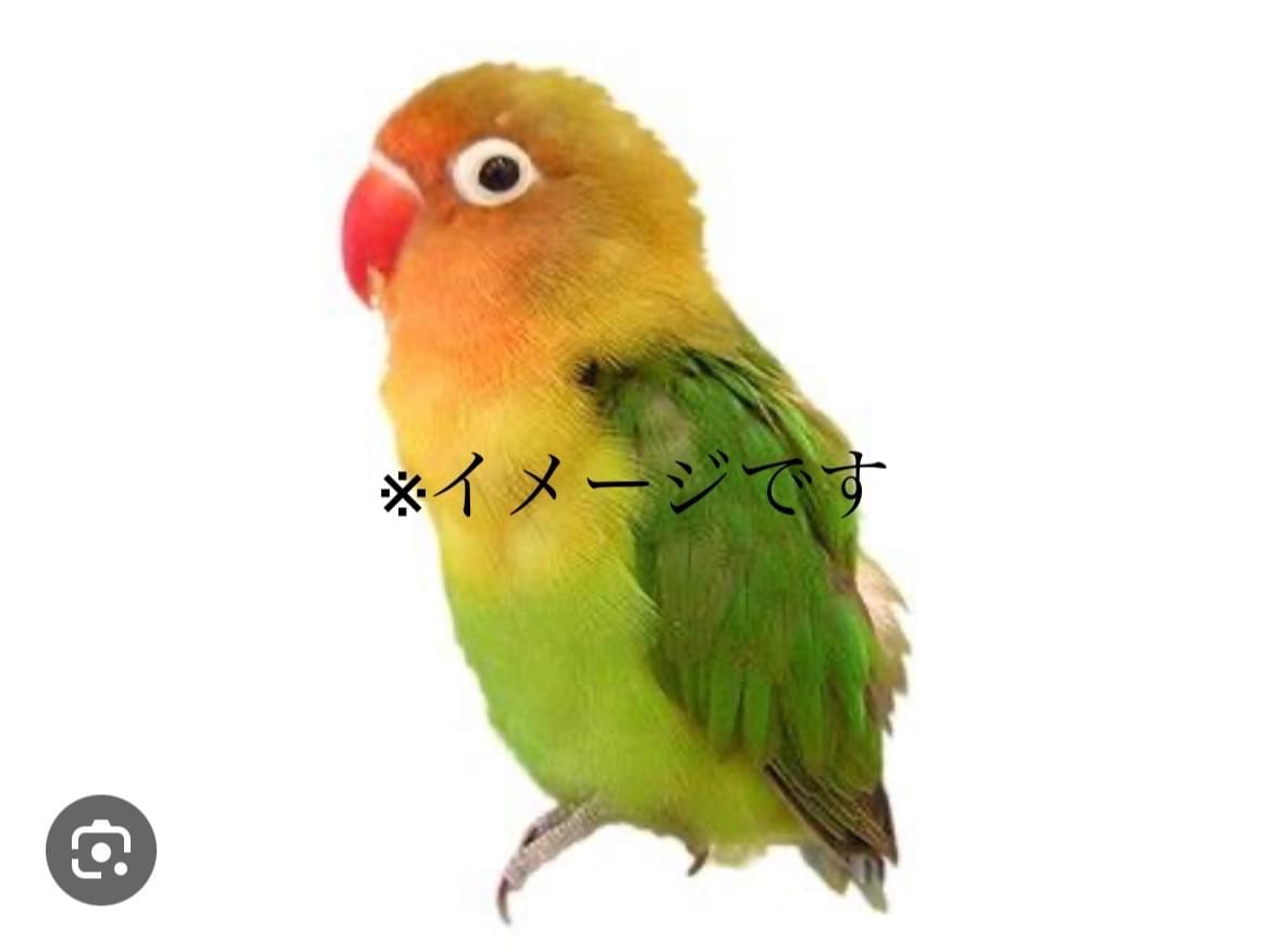 目撃された鳥 目撃された鳥