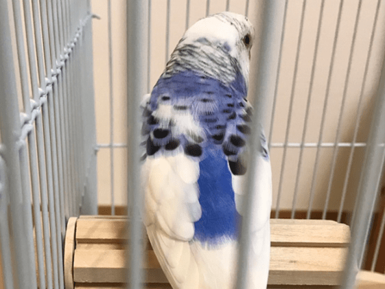 保護された鳥 保護された鳥