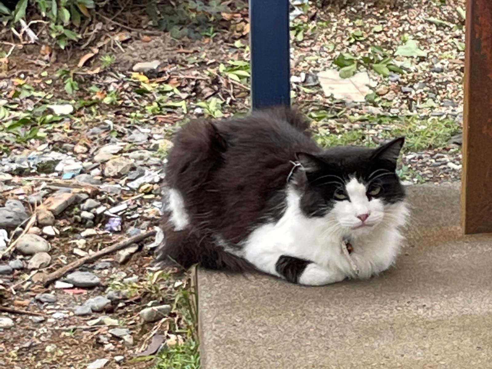 保護された猫 保護された猫
