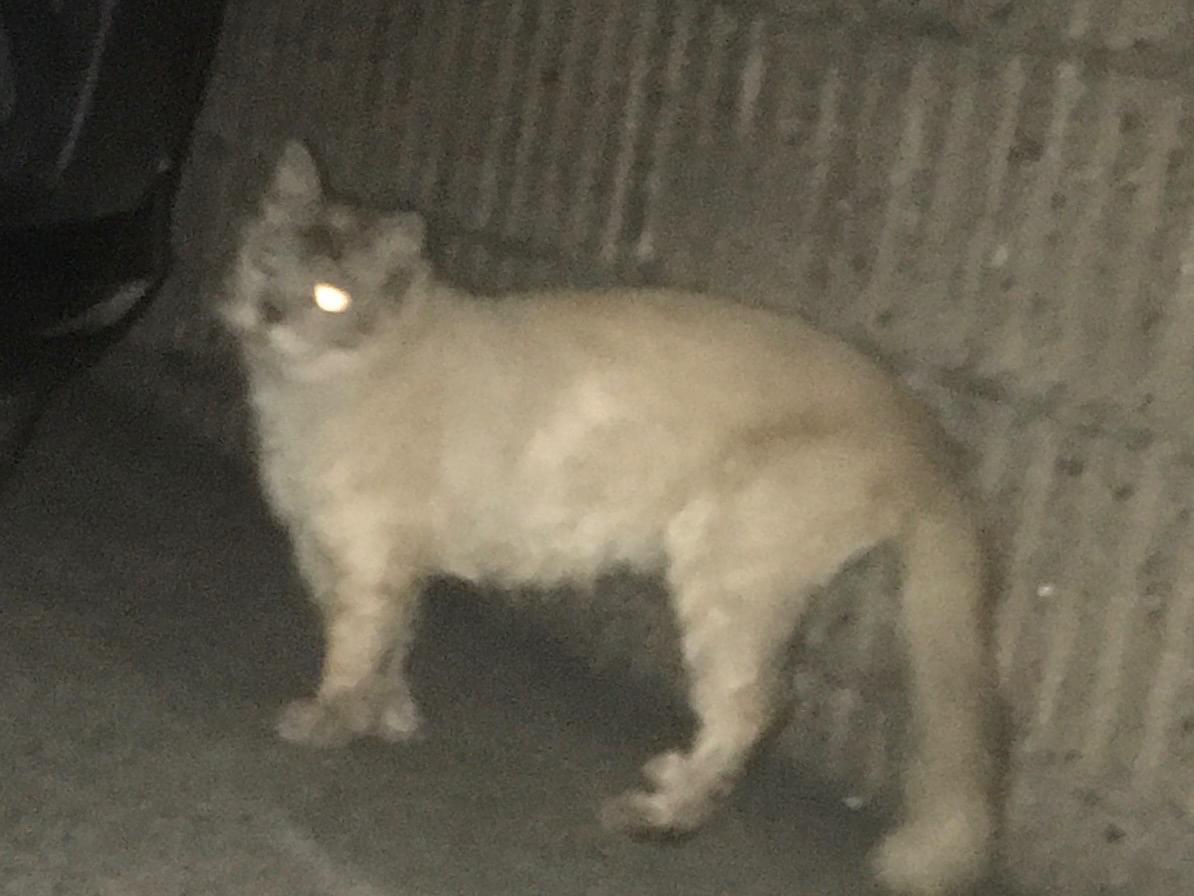 目撃された猫 目撃された猫