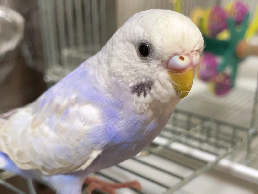 ラムネちゃん ラムネちゃん