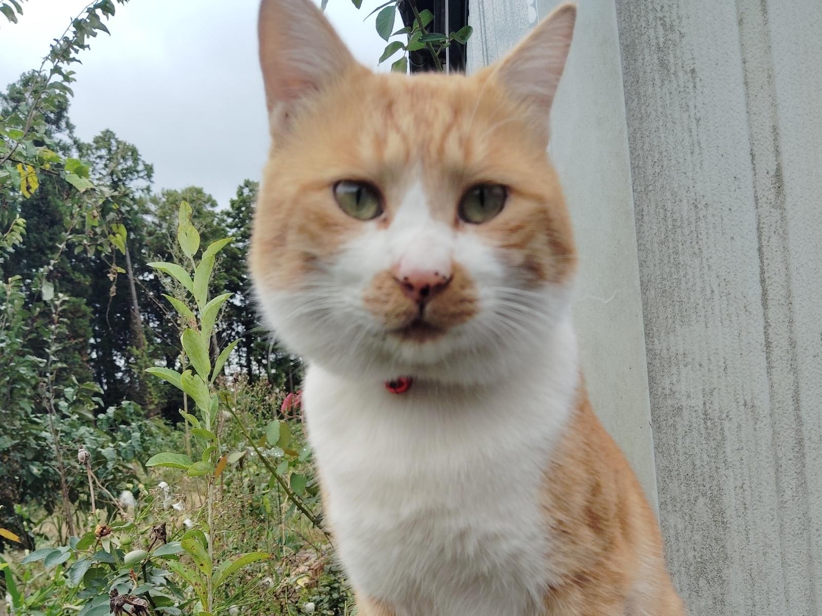 ちゃちゃちゃん