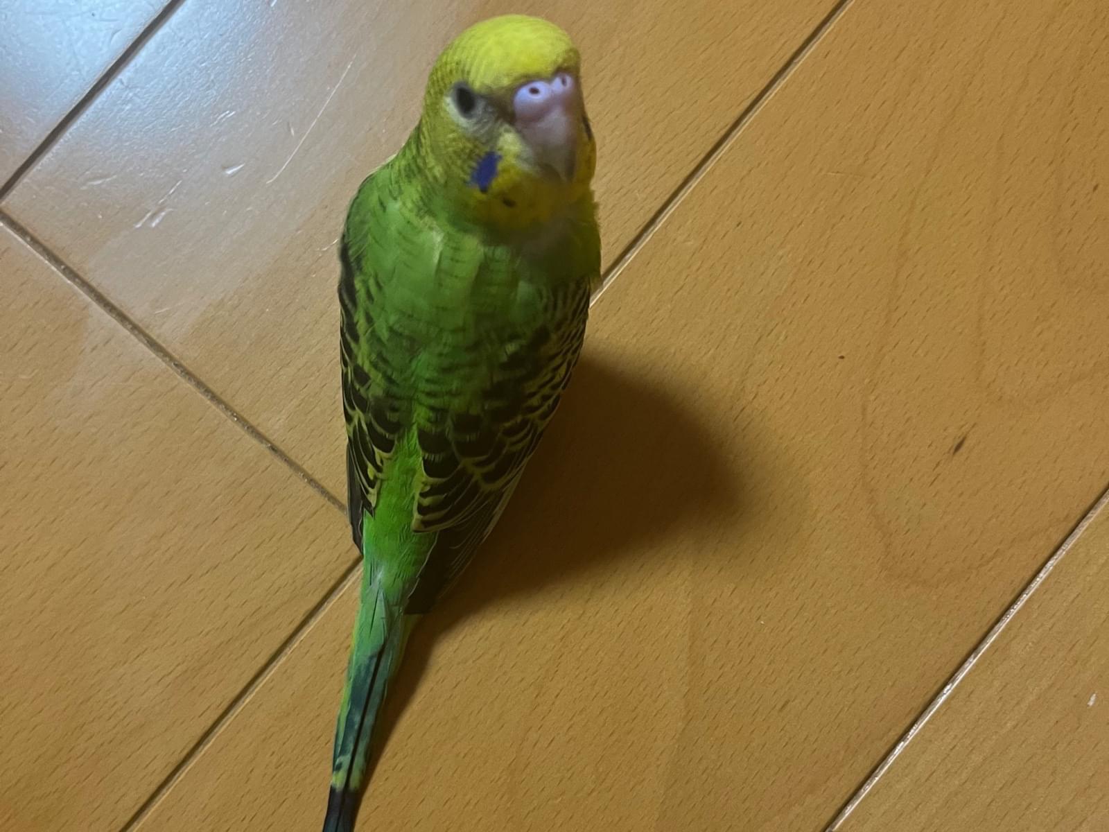 つゆちゃん つゆちゃん