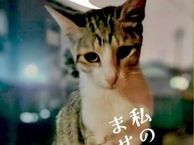 保護された猫