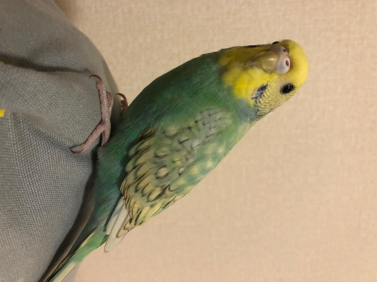 メラちゃん メラちゃん