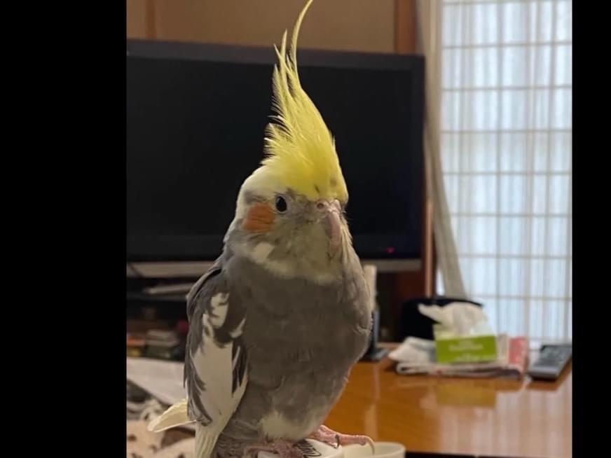 ピーちゃん ピーちゃん