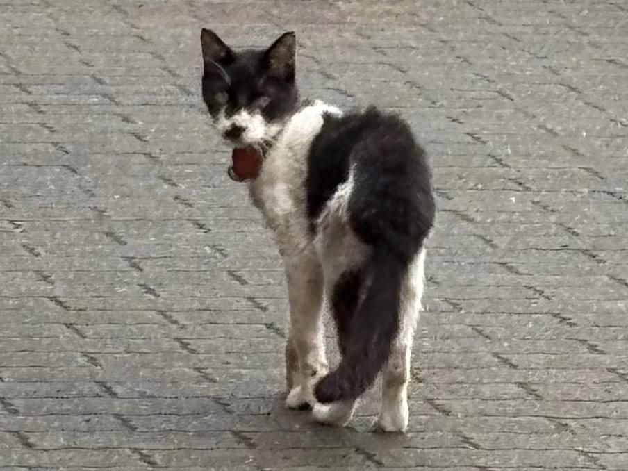 目撃された猫 目撃された猫