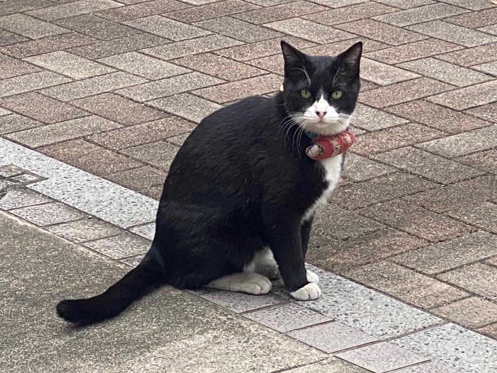 目撃された猫 目撃された猫