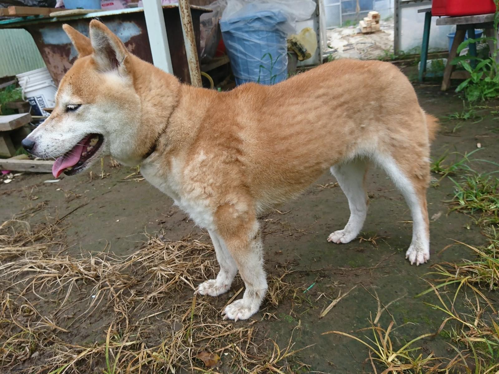 保護された犬 保護された犬