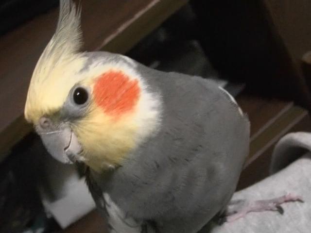 オカメちゃん オカメちゃん