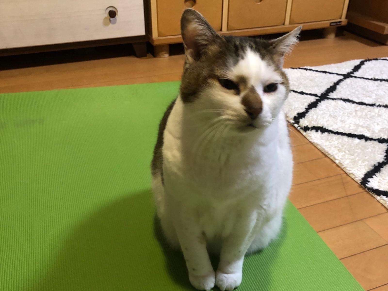 ムギちゃん ムギちゃん