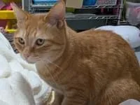 茶トラのメス、しっぽが短くて小柄