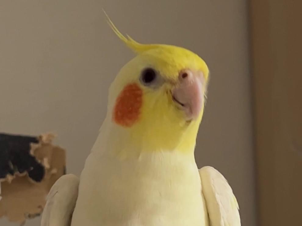 さつきちゃん さつきちゃん