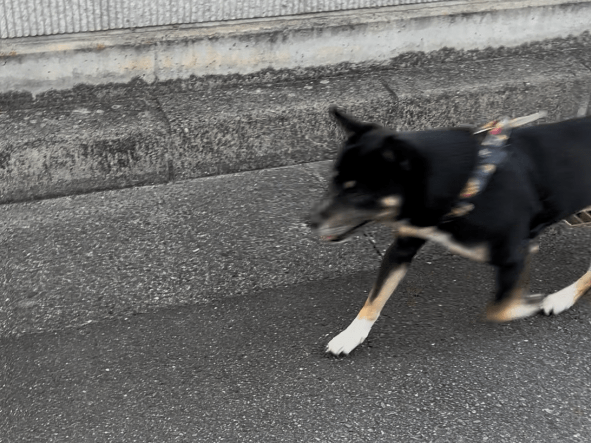 目撃された犬