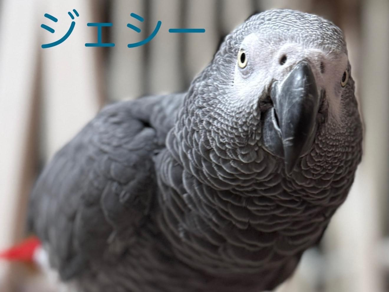 ジェシーちゃん ジェシーちゃん