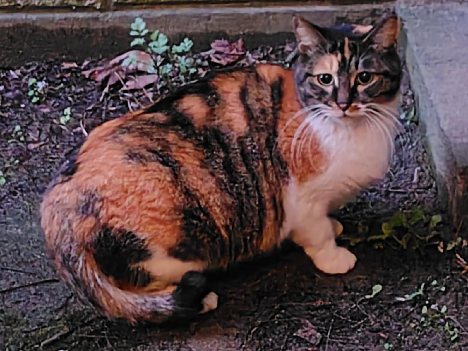 目撃された猫 目撃された猫