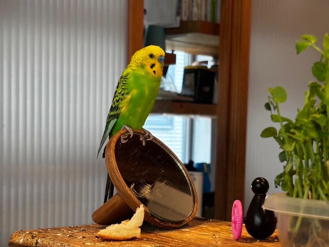 ジャックちゃん ジャックちゃん