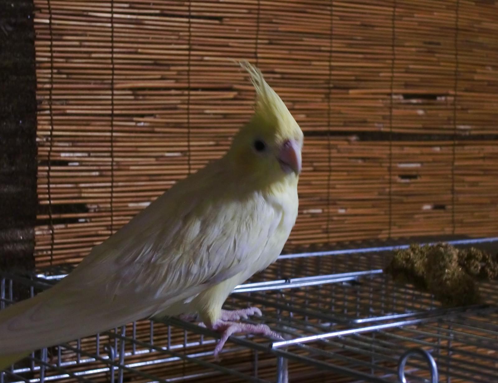 色は淡い黄色です