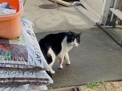目撃された猫 目撃された猫