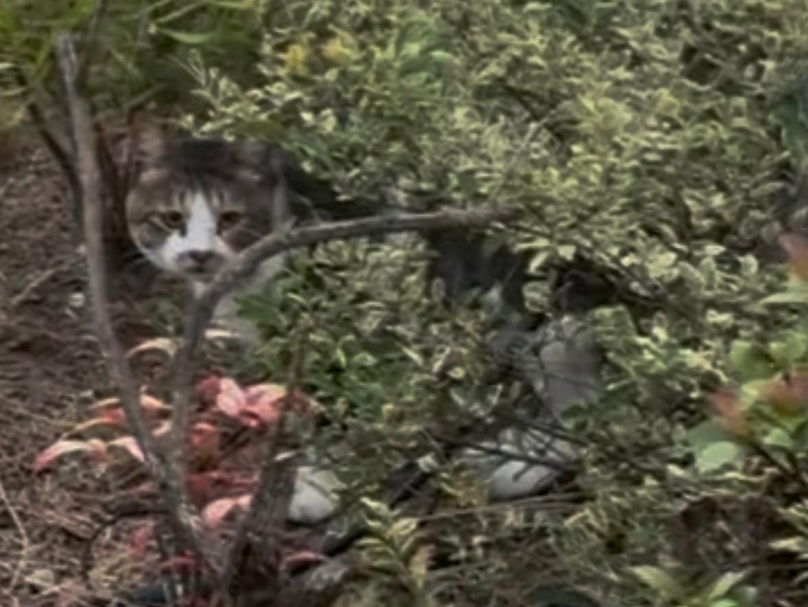 目撃された猫 目撃された猫
