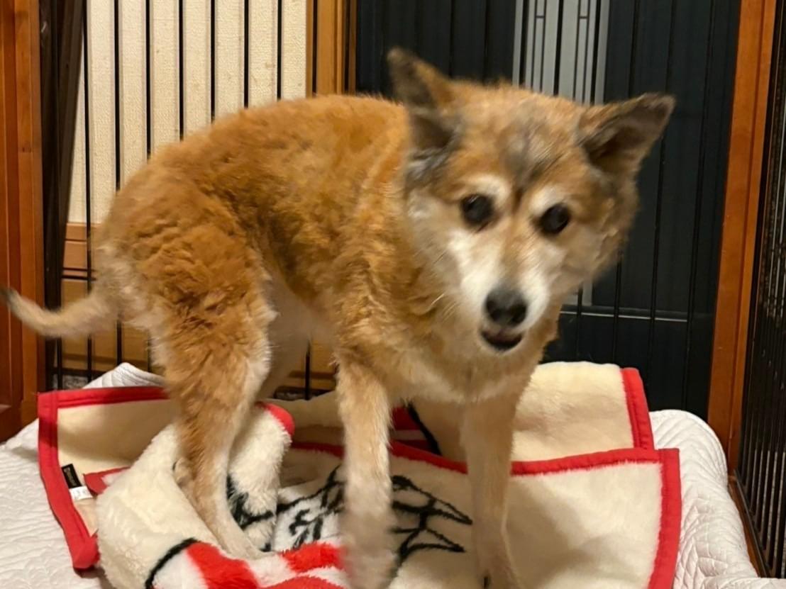 保護された犬 保護された犬