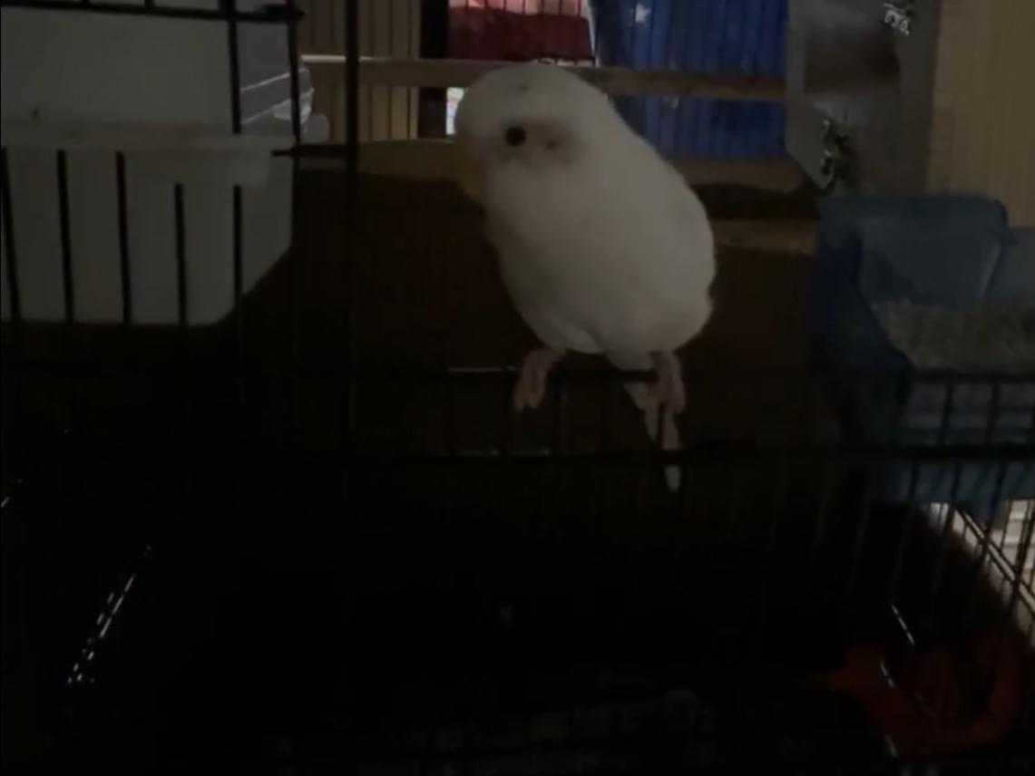 ピピちゃん ピピちゃん