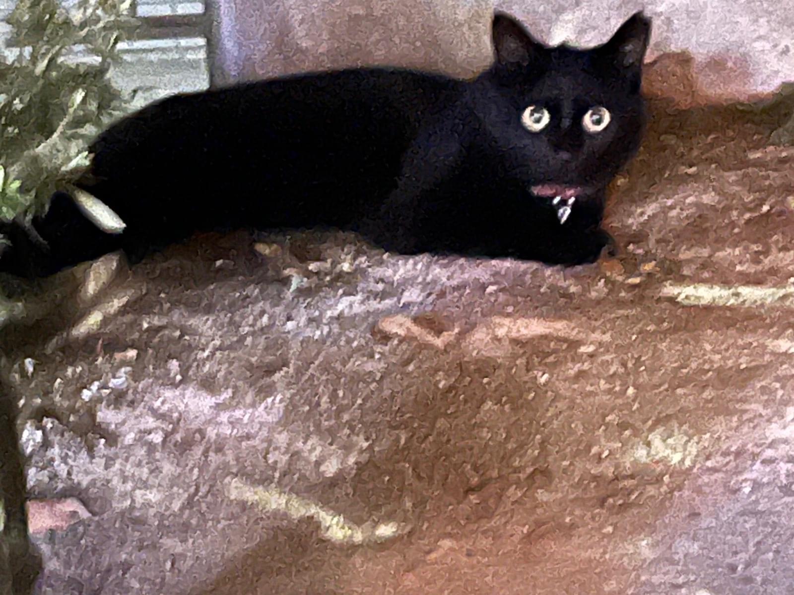 目撃された猫 目撃された猫