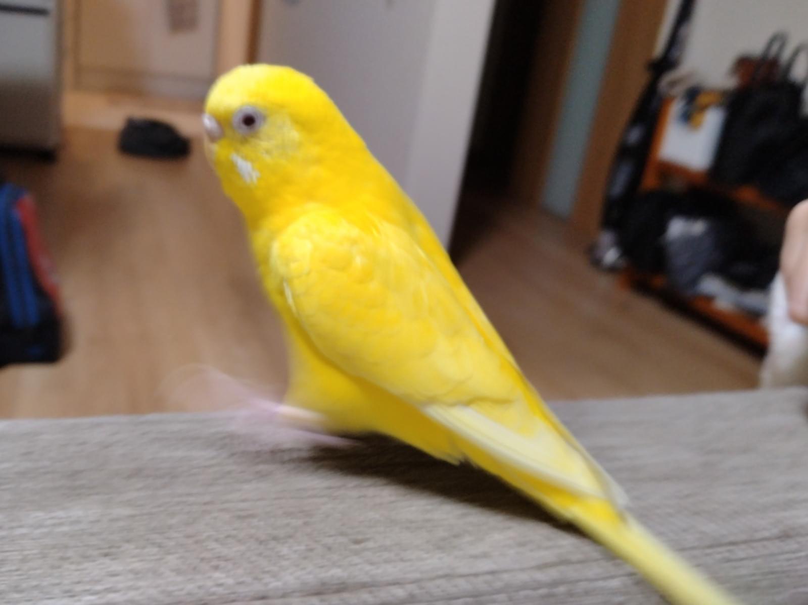 ペコちゃん ペコちゃん