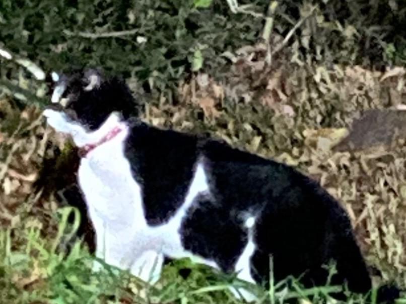 目撃された猫 目撃された猫