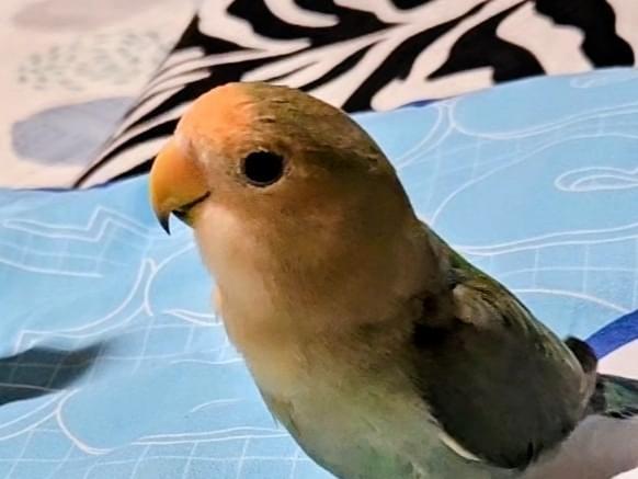クウちゃん
