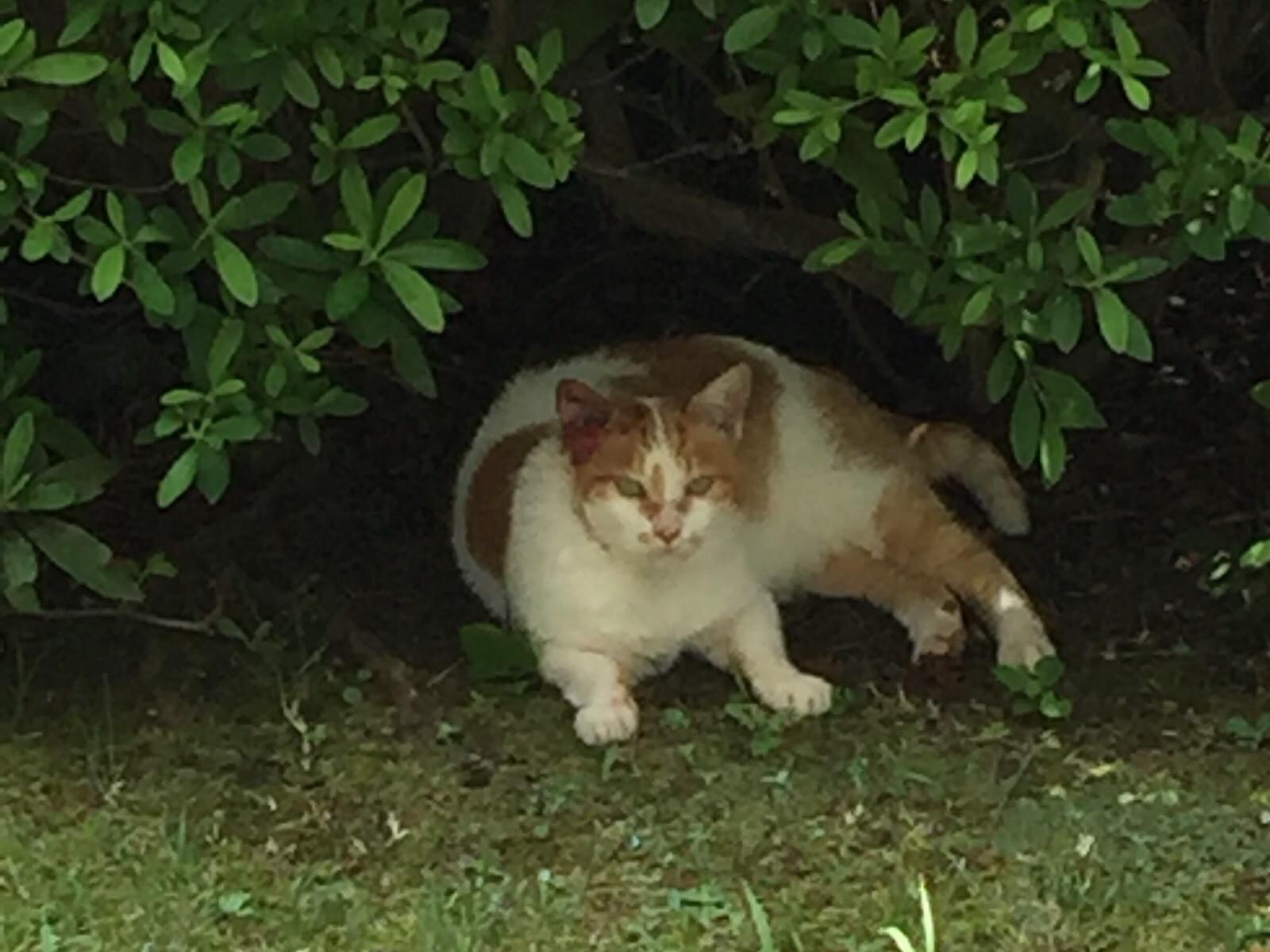 目撃された猫 目撃された猫